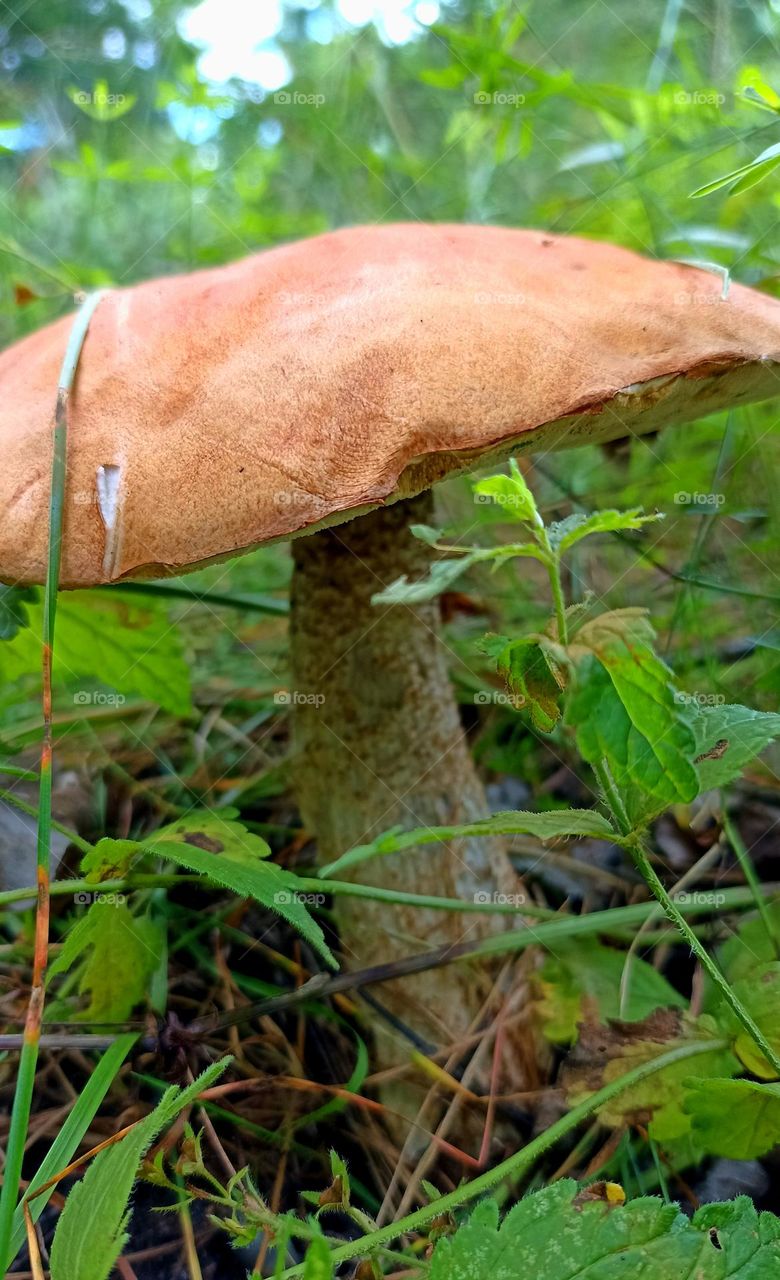 mushroom