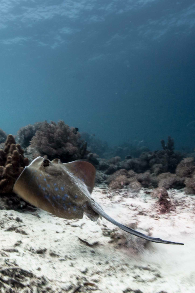 philippines cebu underwater mactan by paulcowell