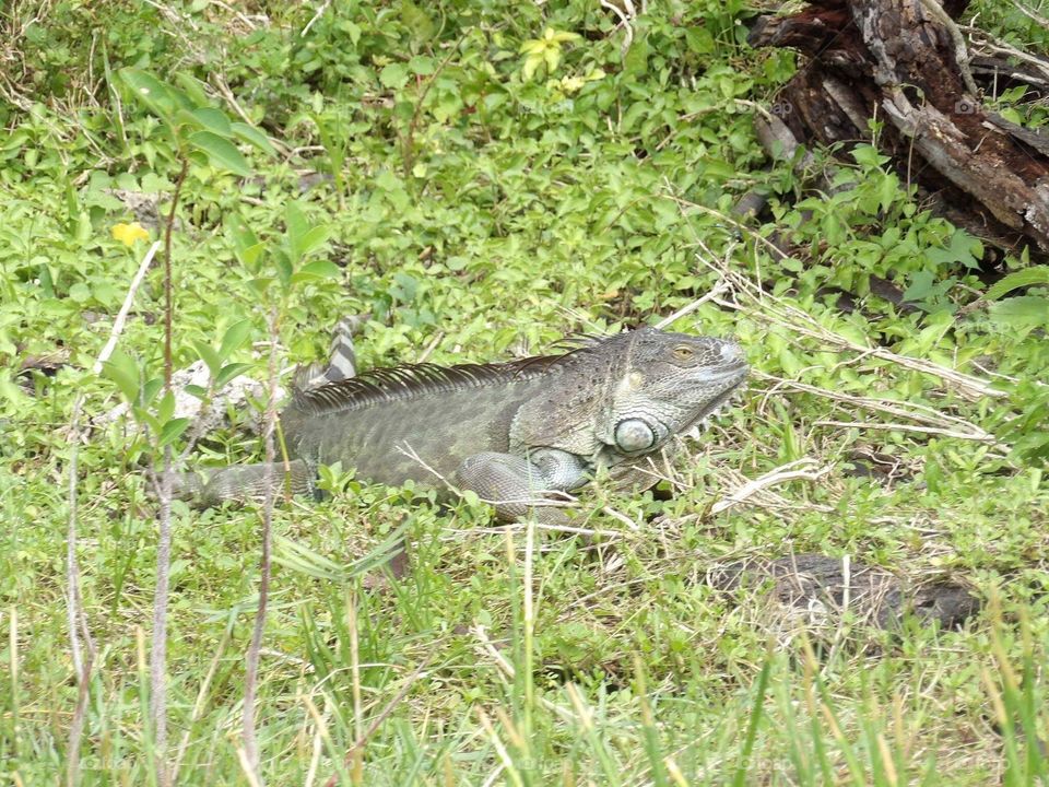 Iguana, everglades, Miami