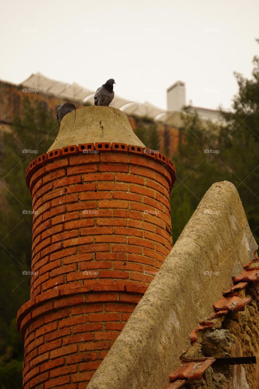 pigeons in the chimney