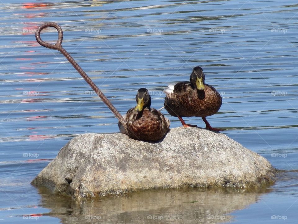 Ducks on a stone