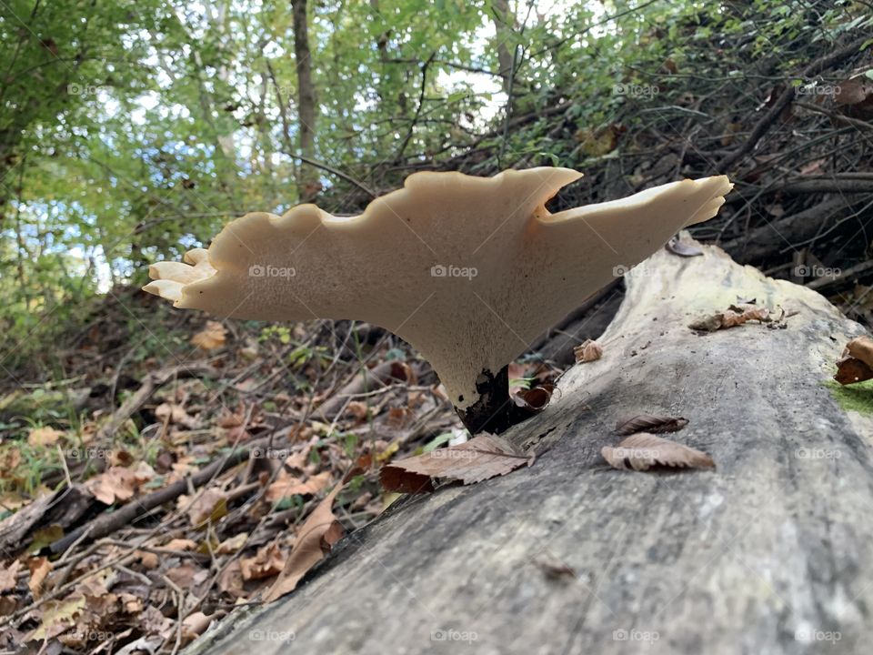A gigantic fungus among us! What a beautiful fungi I found in the woods. Stunning! I love the log and the fall leaves in the background, too.