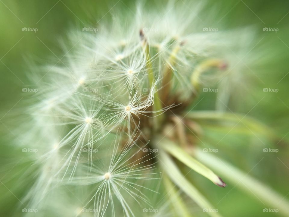 Dandelion