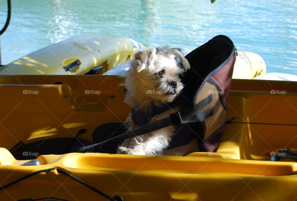 Dog in a Kayak 