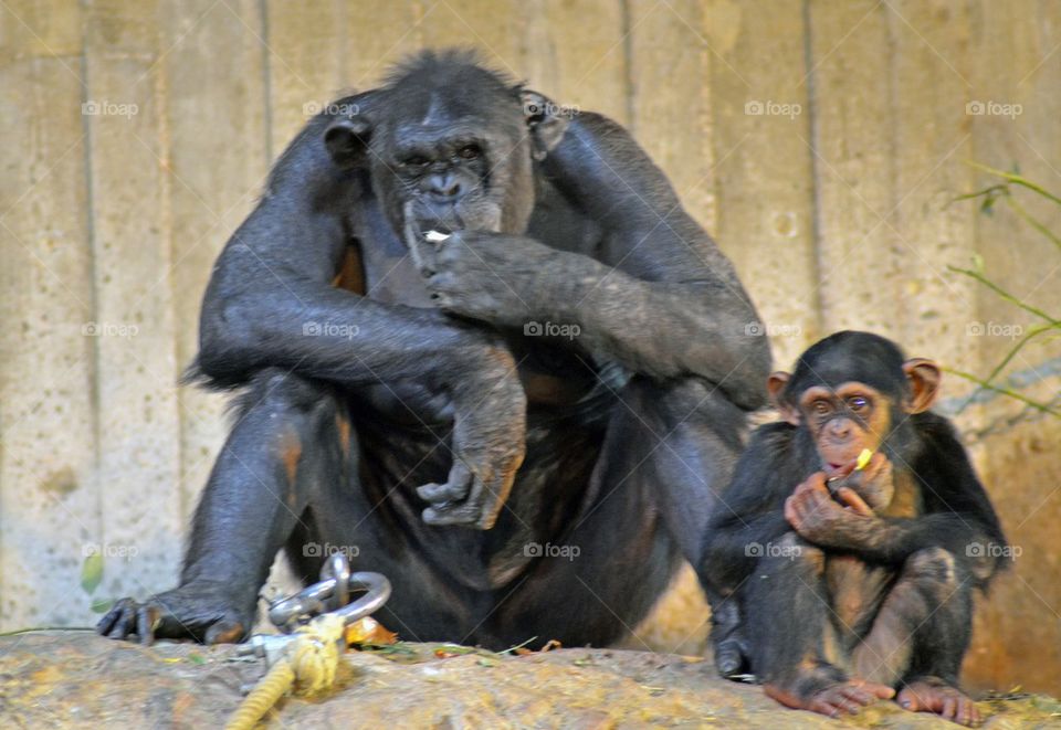 Two chimpanzees in zoo