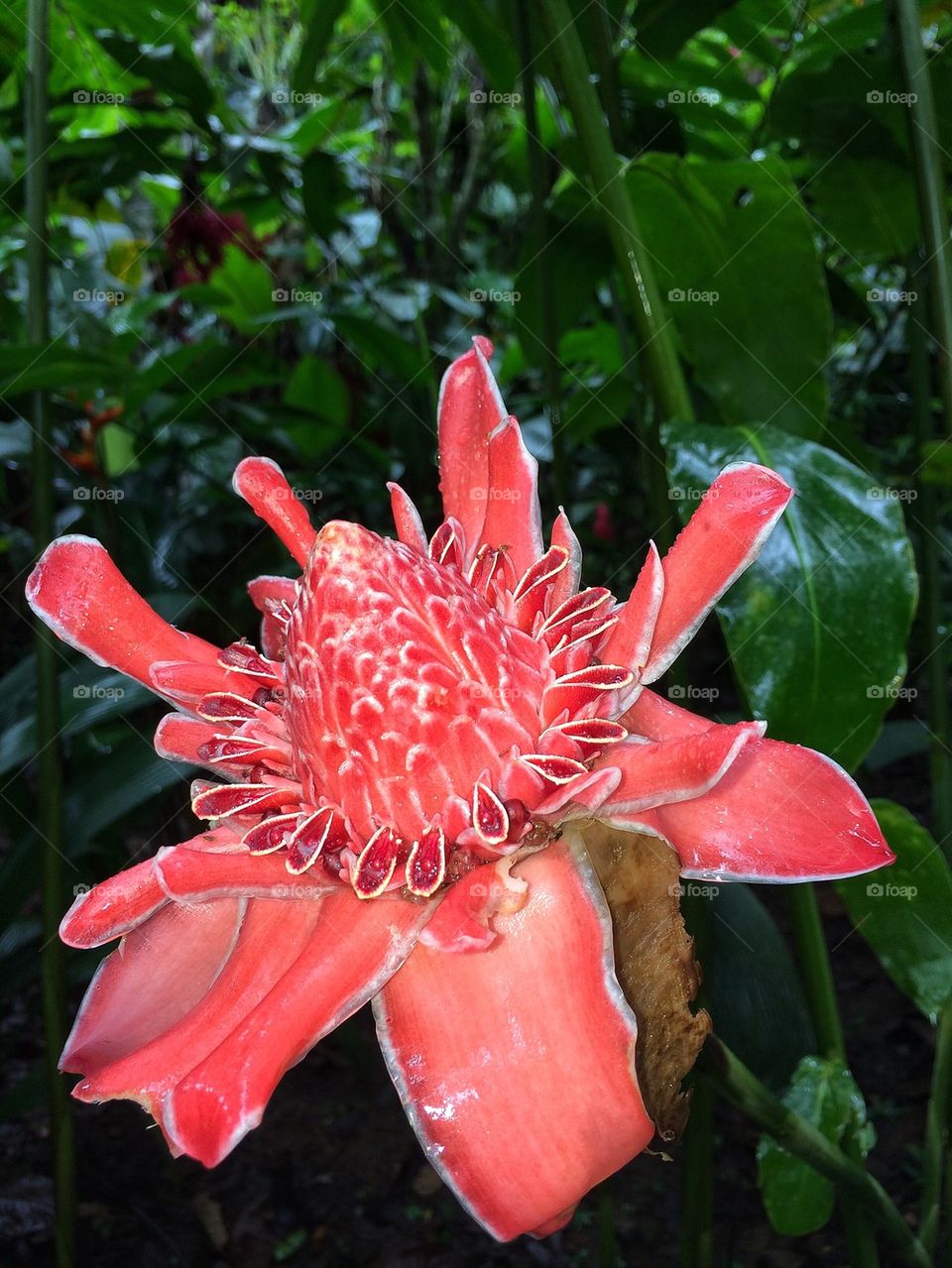 Flower in red