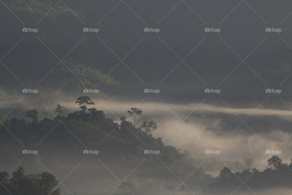 Trees growing on mountain in foggy weather