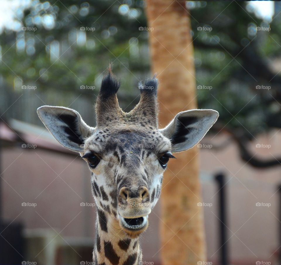 Friendly Giraffe