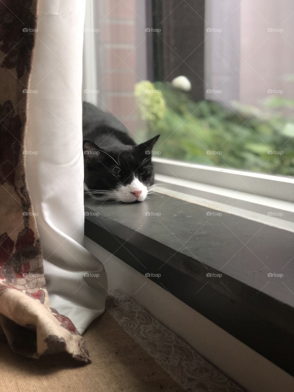 Sleepy cat sunbathing in the window 