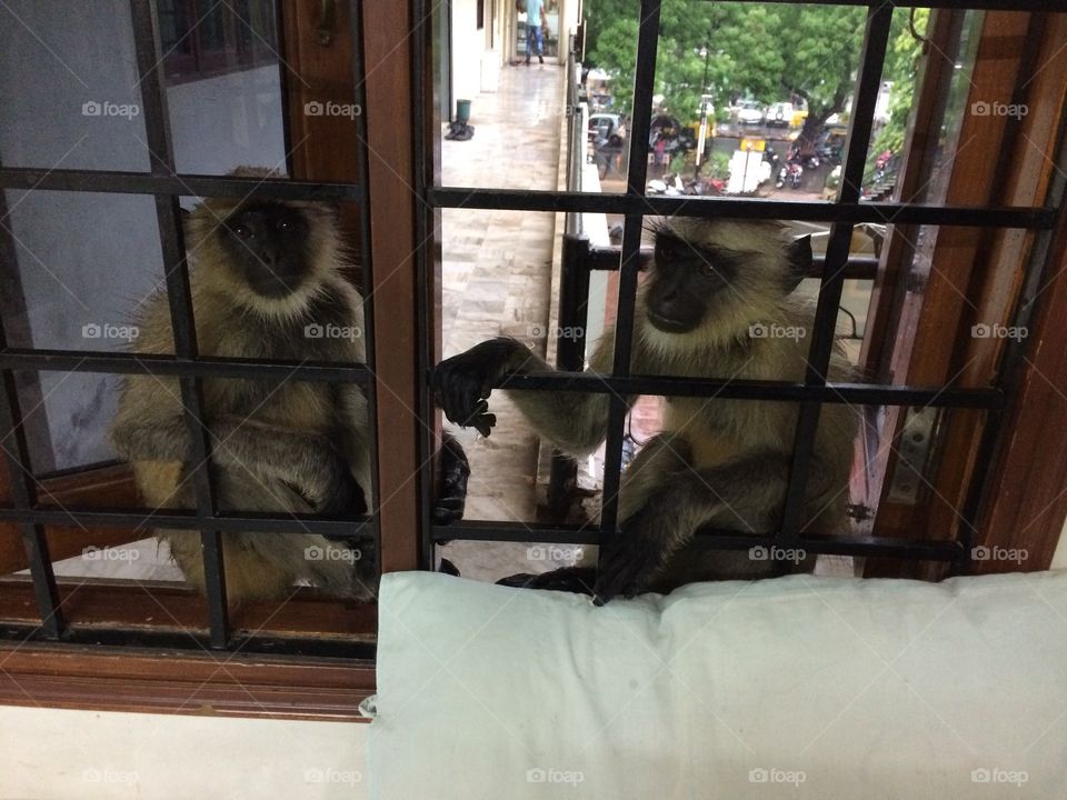 Monkeys at window 