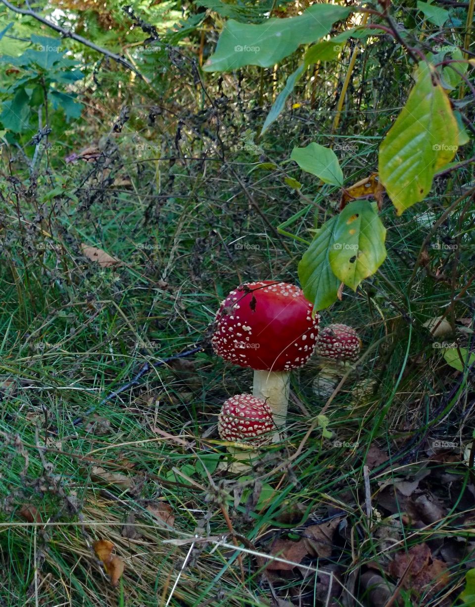 Death cap in forest