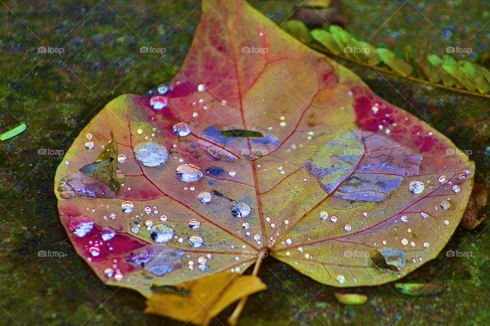 Wassertropfen im Herbst