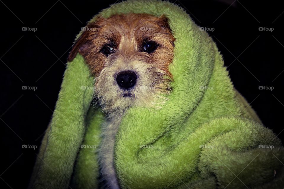 Dog. Dog in a cosy blanket