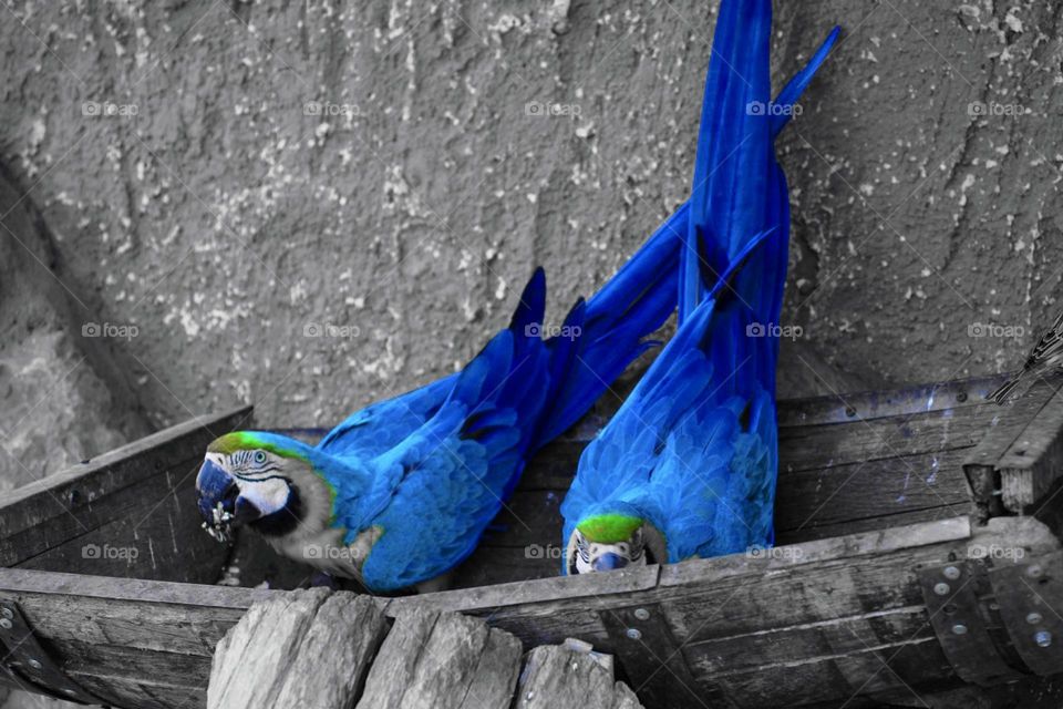 Parrots 