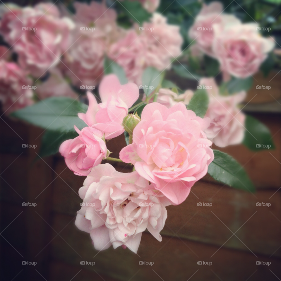 flowers pretty pink love by Stellzz