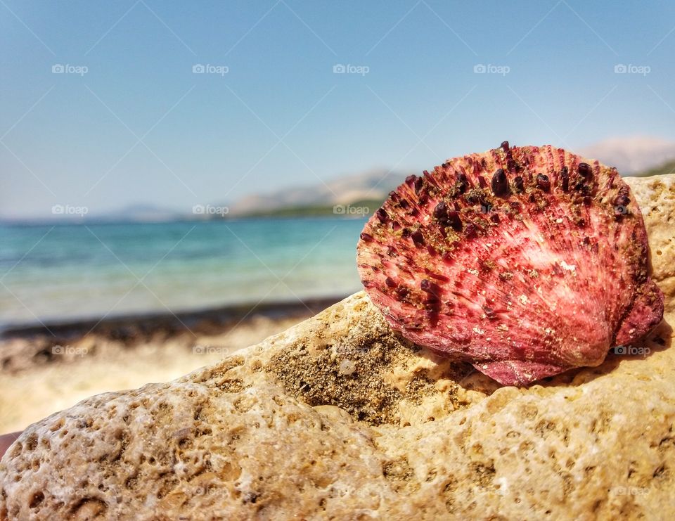 pink shell on a rock!
