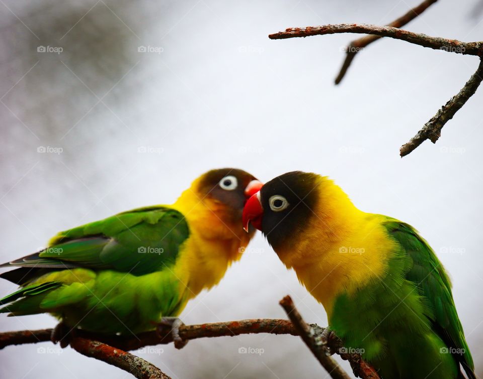 Love birds 