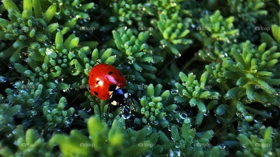 Macro photo of a ladybug on the grass