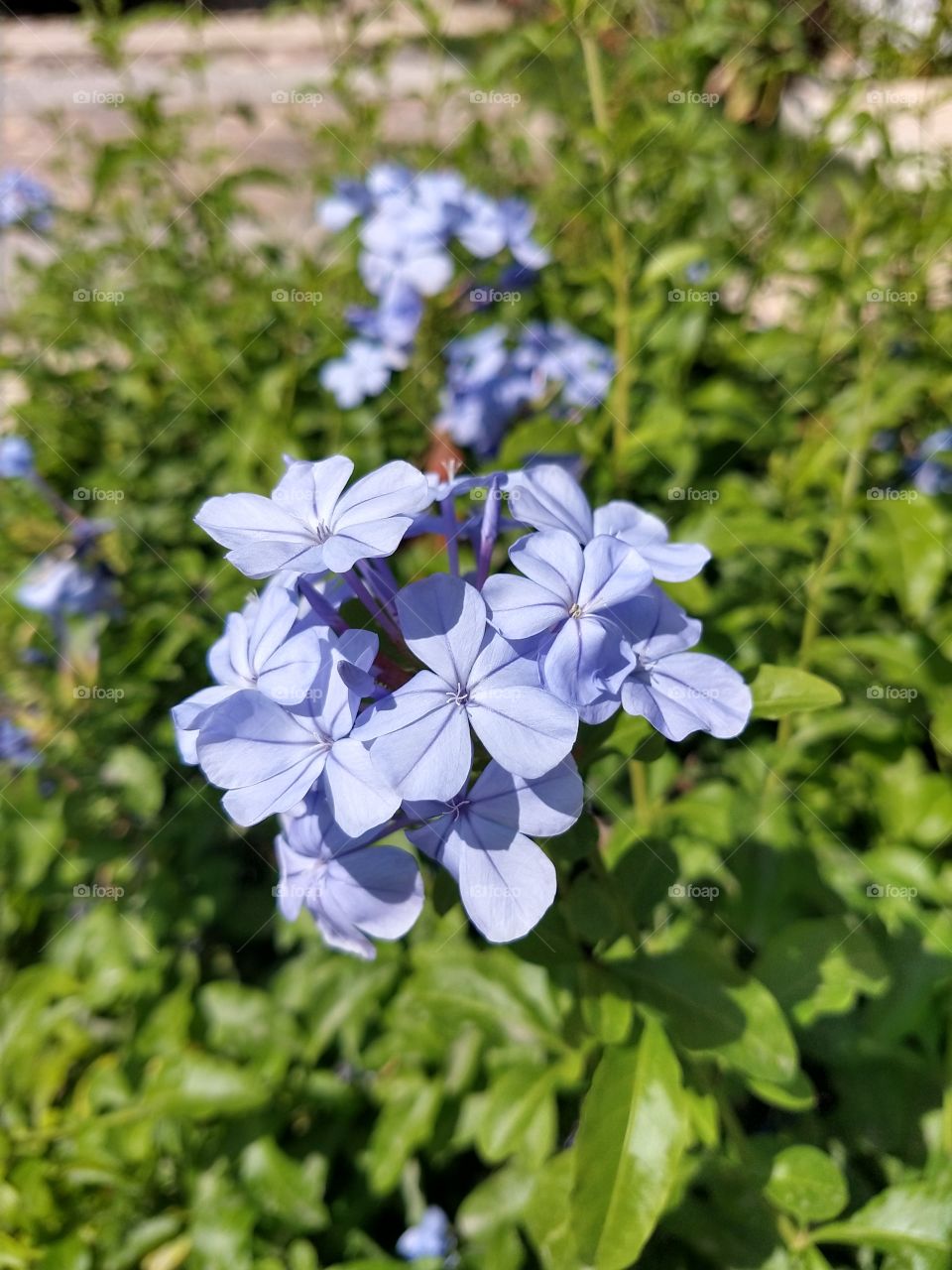flor
flor azul
flower blue