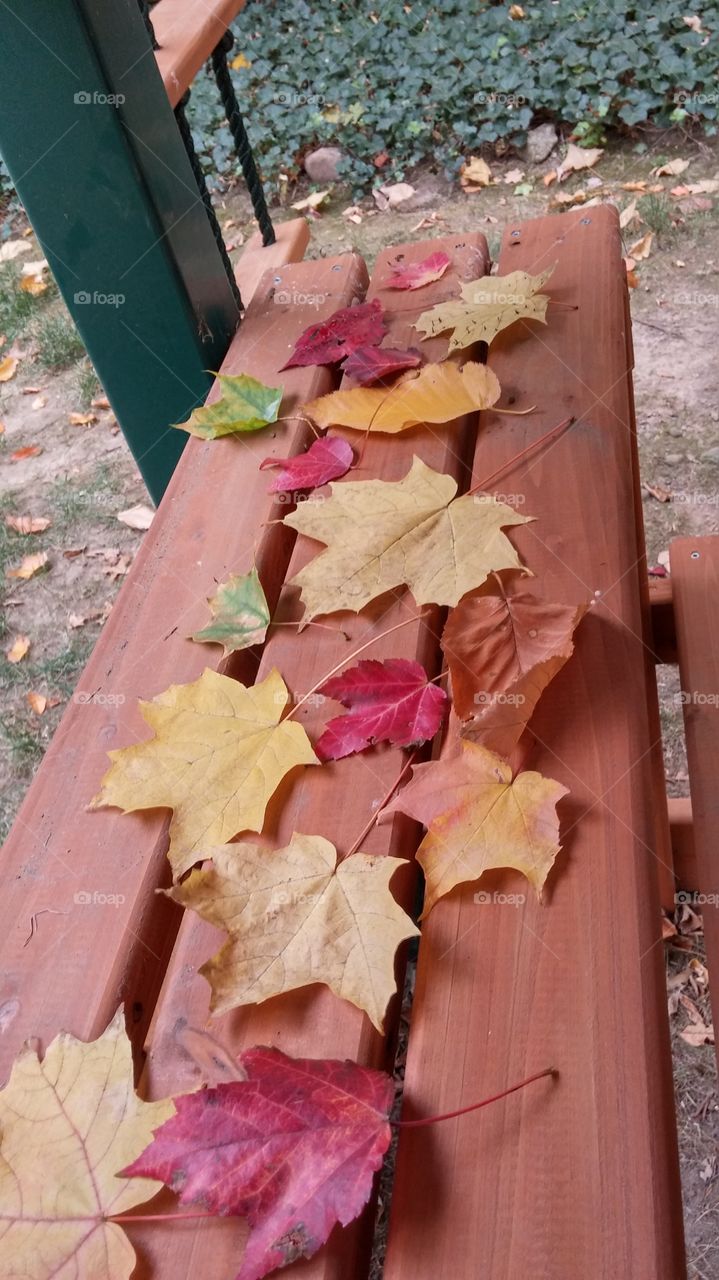 randomness. array of leaves in back yard