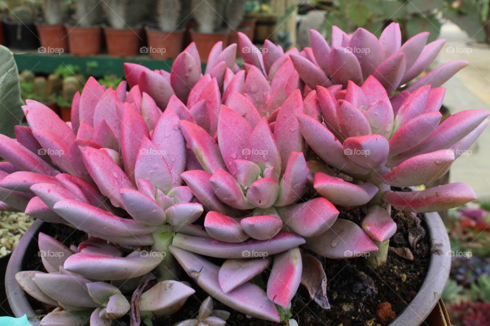 Beautiful Flower cactus pink 