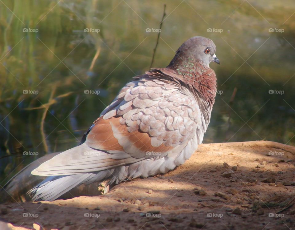 Pigeon in Early Morning Light