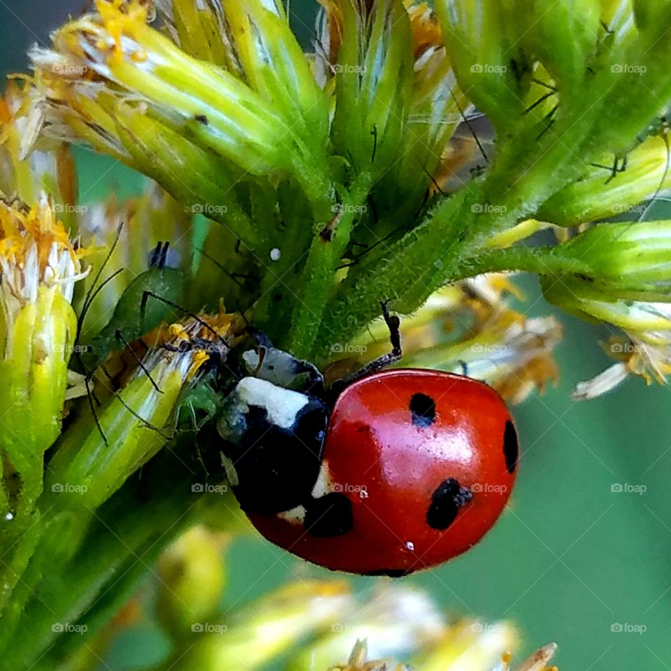 Ladybug, Nature, Beetle, Insect, Leaf