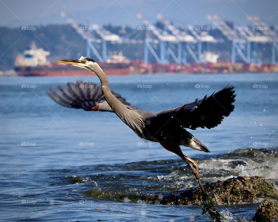 A Great Blue Heron takes flight near the busy industrial port of Commencement Bay in Tacoma, Washington
