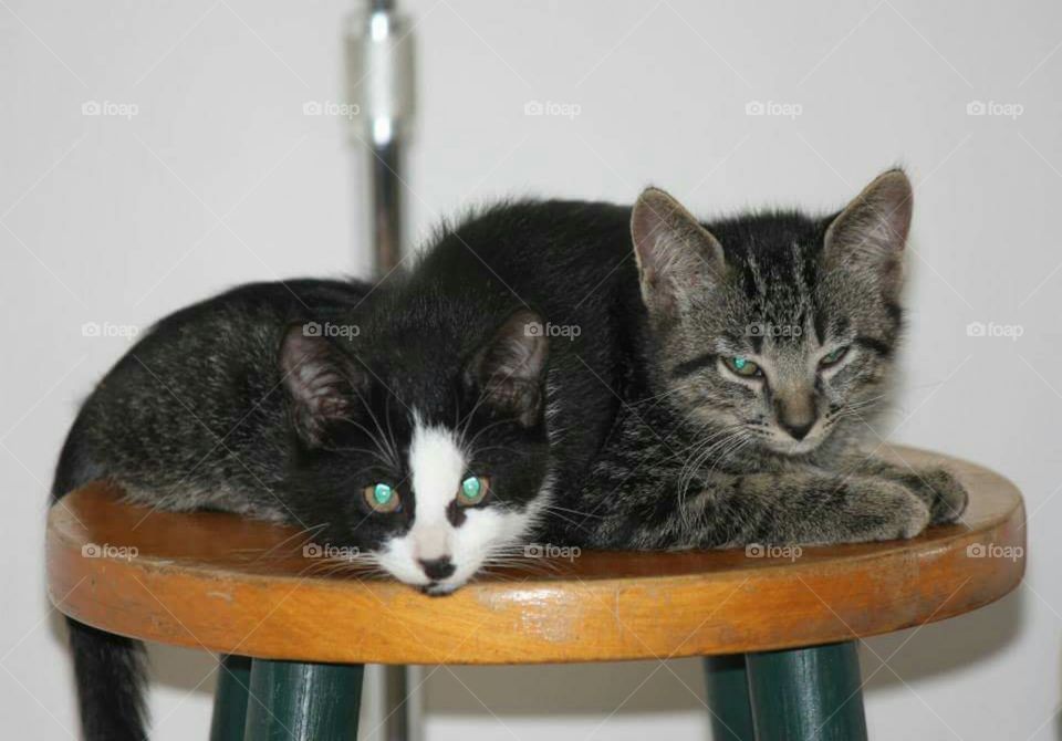 Last two of the litter.