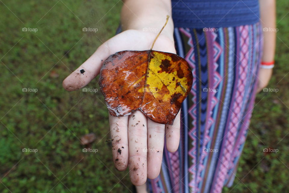 Leaf in Hand