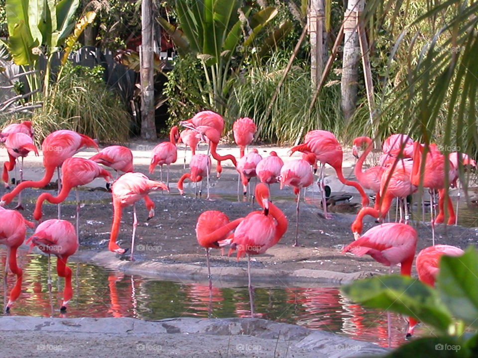A bunch of flamingos