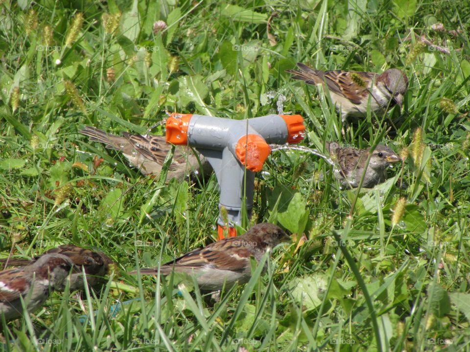 Bathing sparrows
