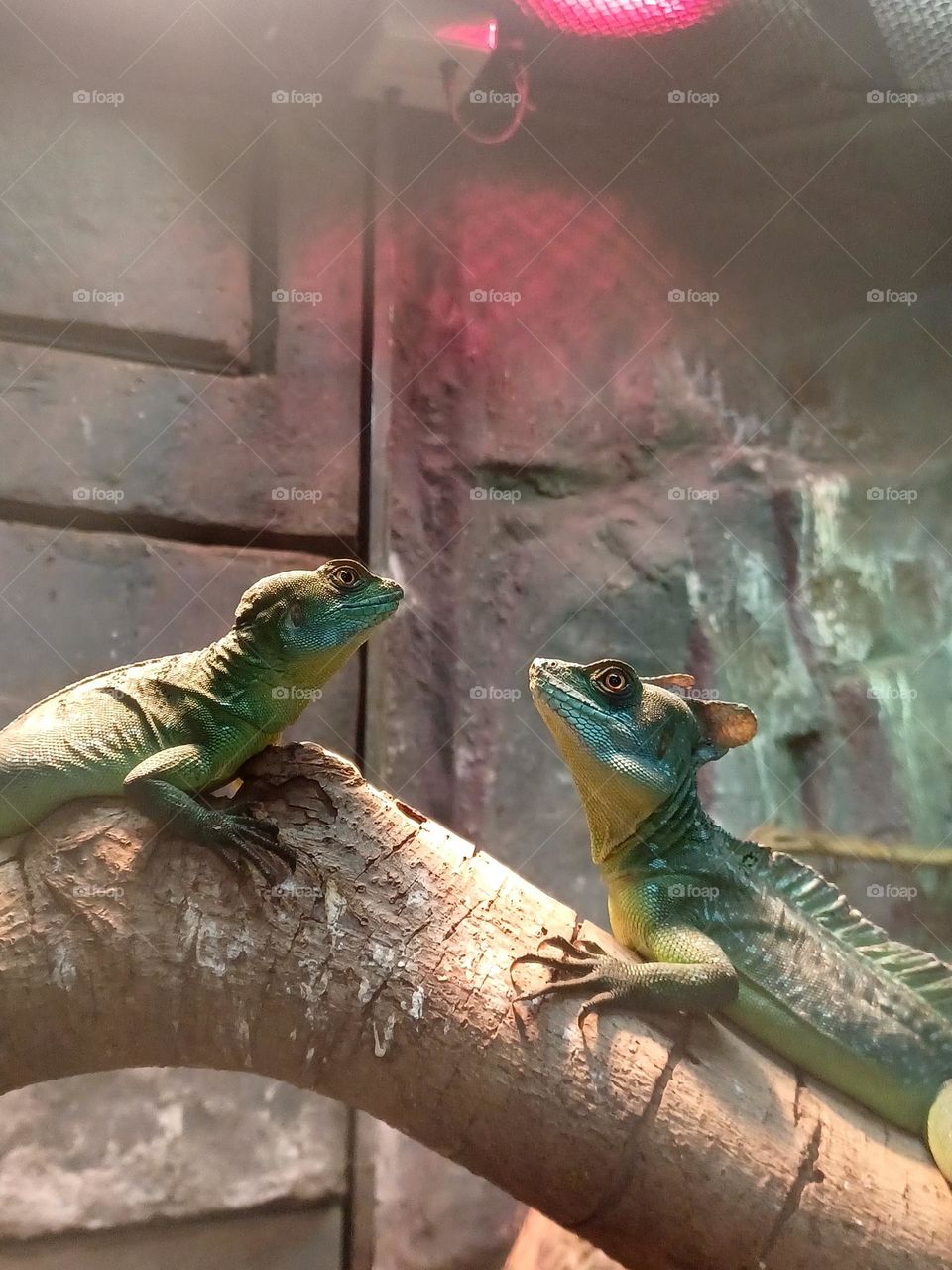 Animals -- Two lizards looking up