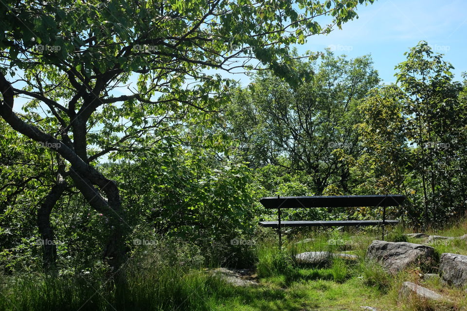 Tree, Wood, Landscape, Nature, Grass