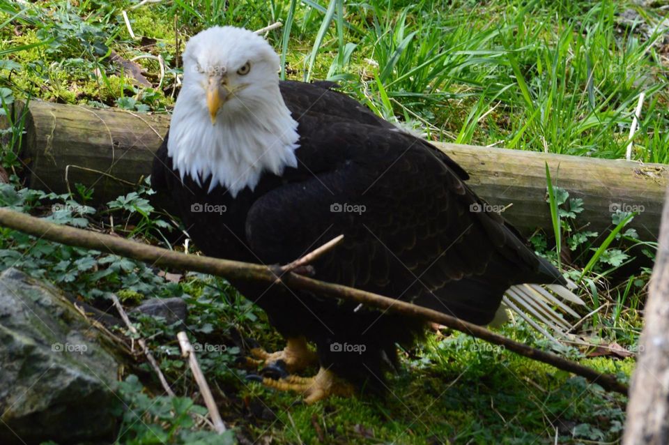 Bald eagle 
