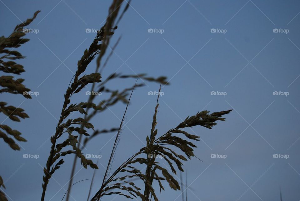 Extreme close-up of sea grass