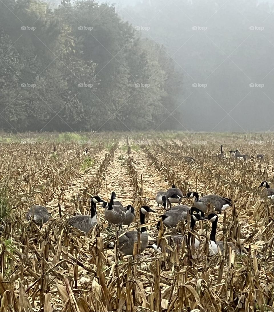 Summer vs fall. Definitely fall! Canadian geese in a cut corn field on a very foggy morning 