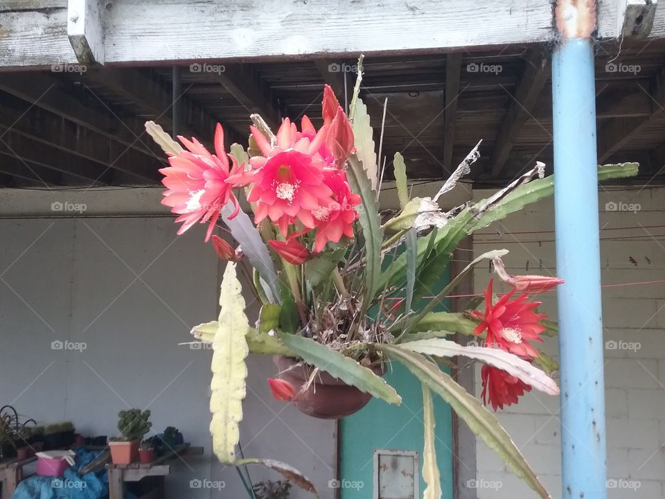 epipy cactus in full bloom