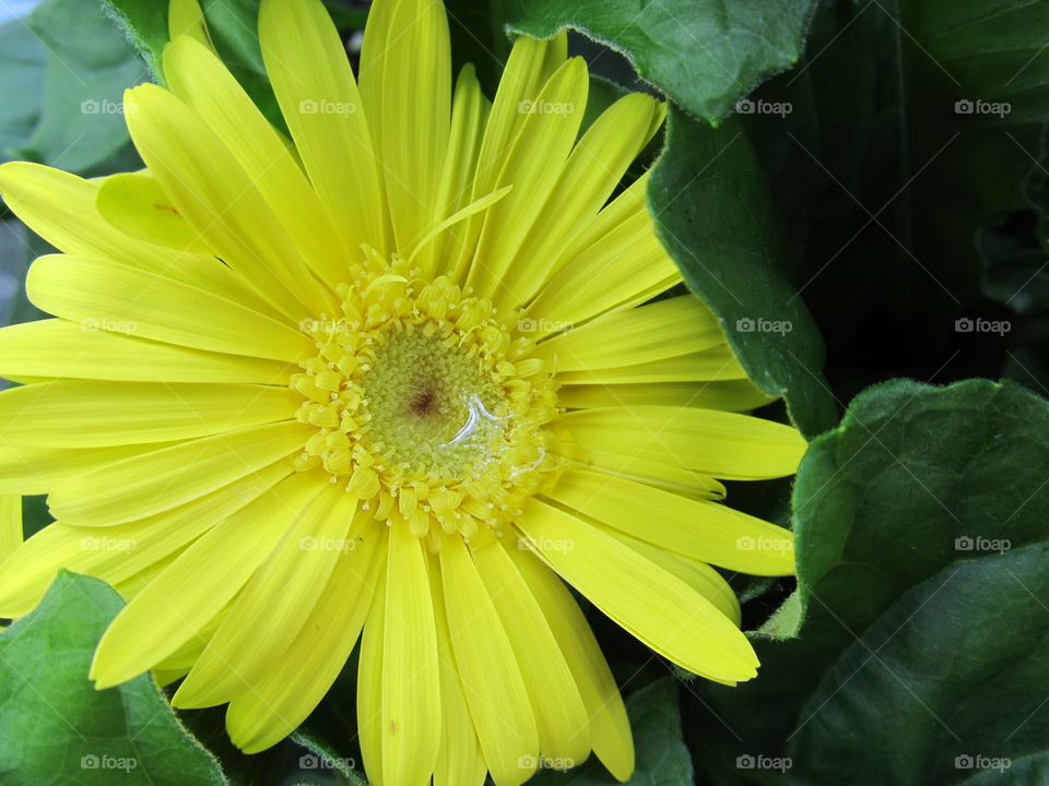 Yellow Gerbera Daisy . Yellow Gerbera Daisy