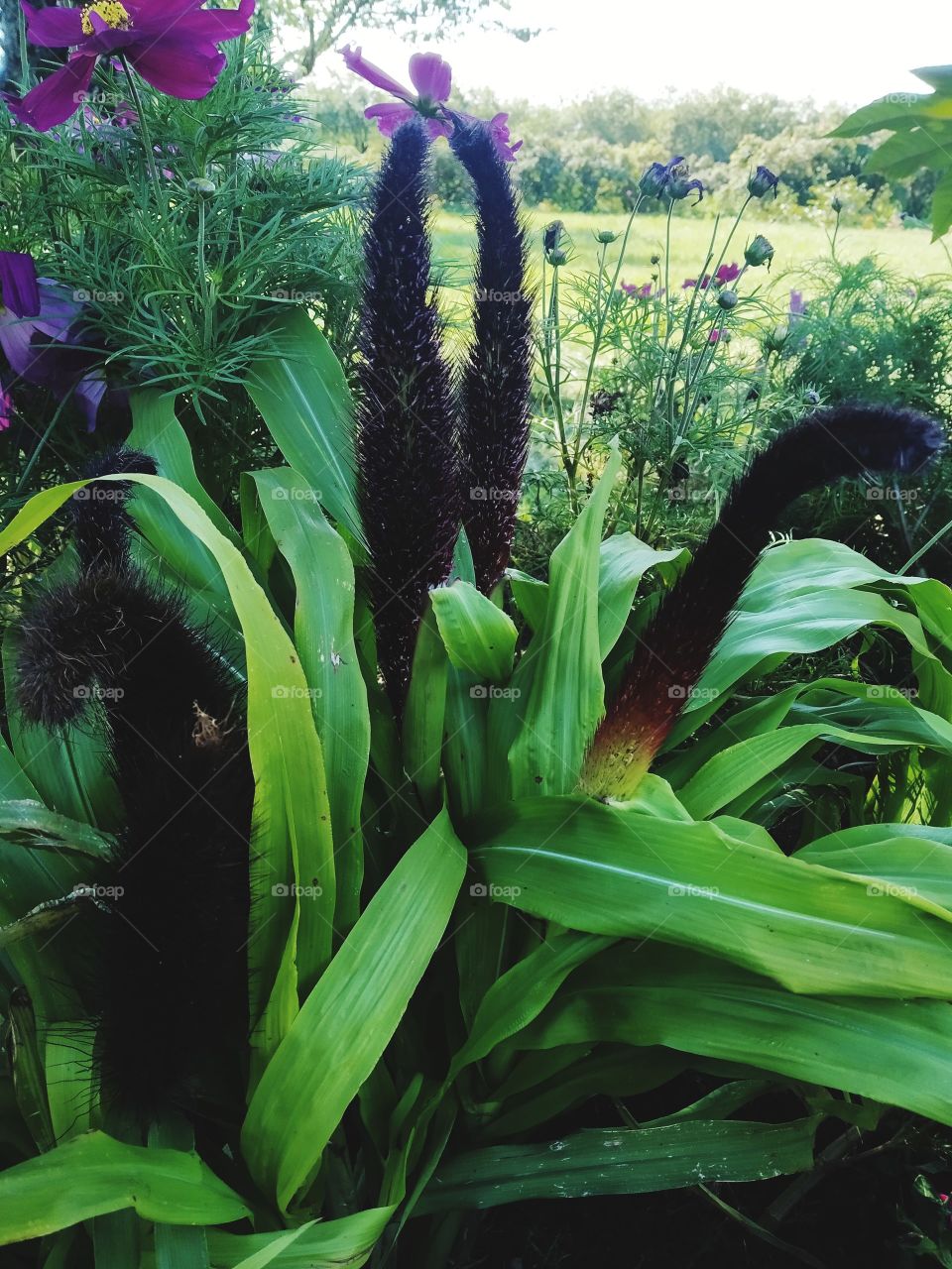 💐🌹🥀🌺🌸🌻🌷🌿🌼🌞