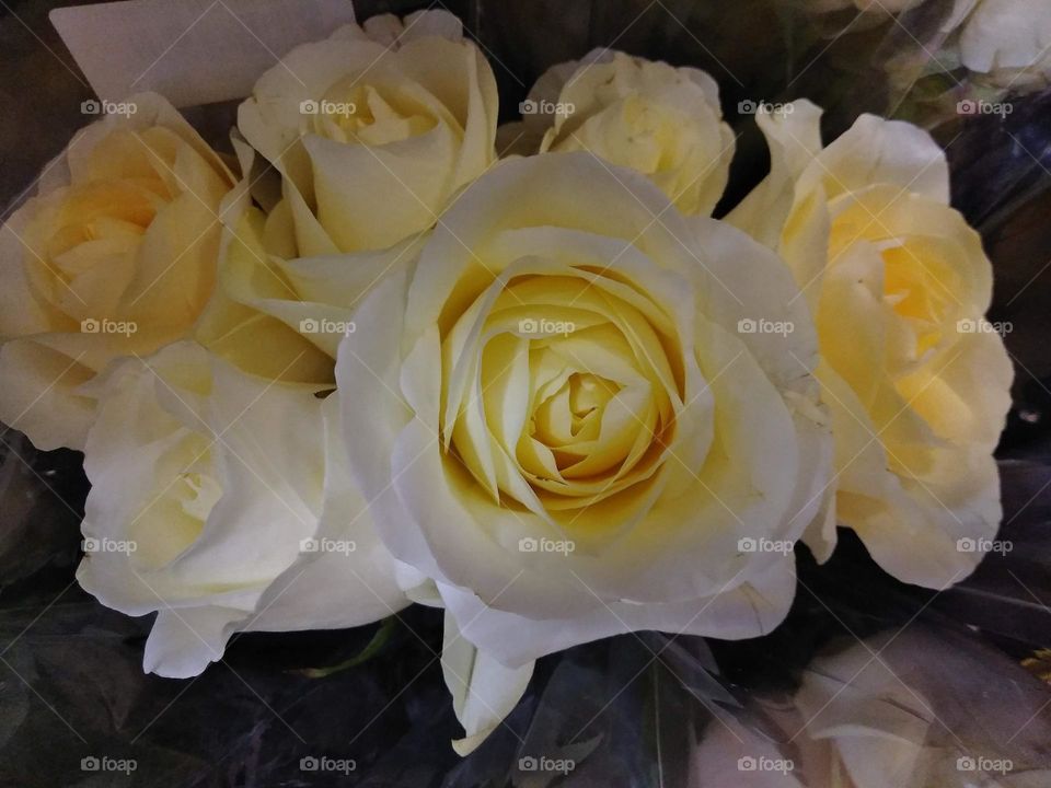 Yellow rose's