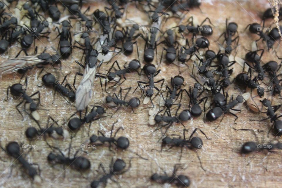big black ant close up