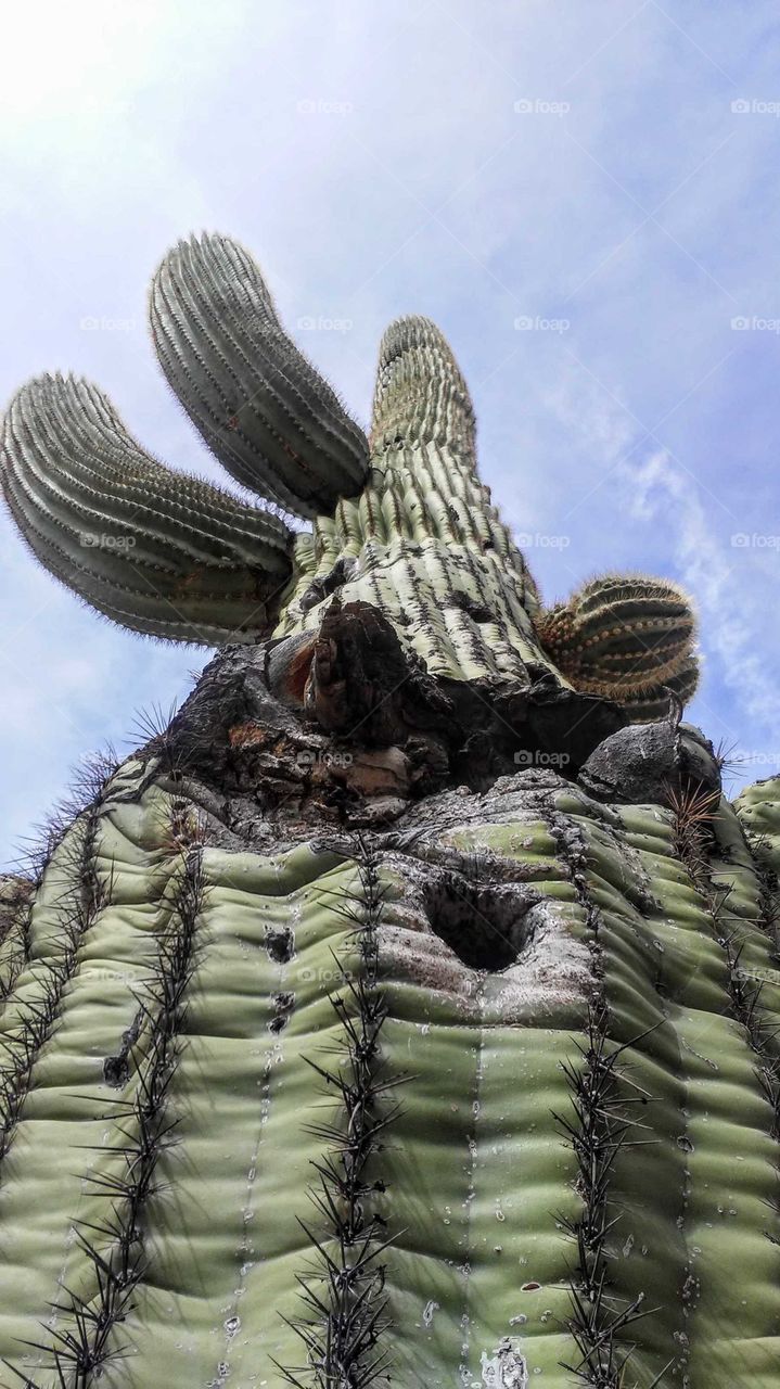 Massive Saguaro Cactus, Phoenix Botanical Garden, Phoenix, Arizona, USA