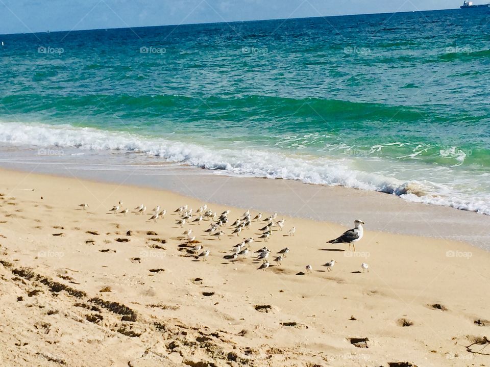Mom and the baby seagulls 