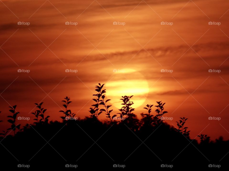 Sunset - Altes Land - Lühe 