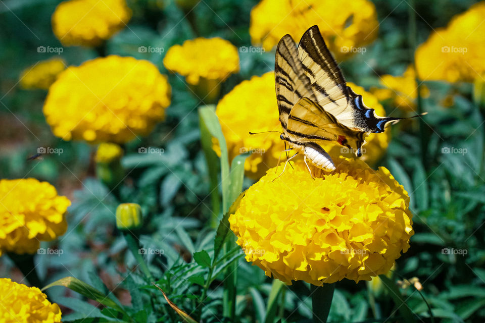 Swallow butterfly at the field of yellow flowers