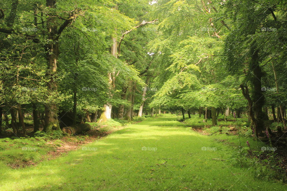 Calm in the forest