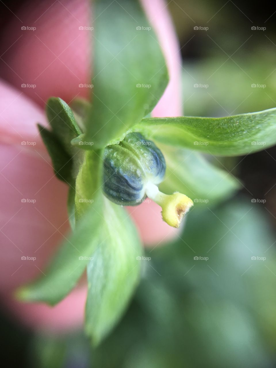 Closeup of peony seed