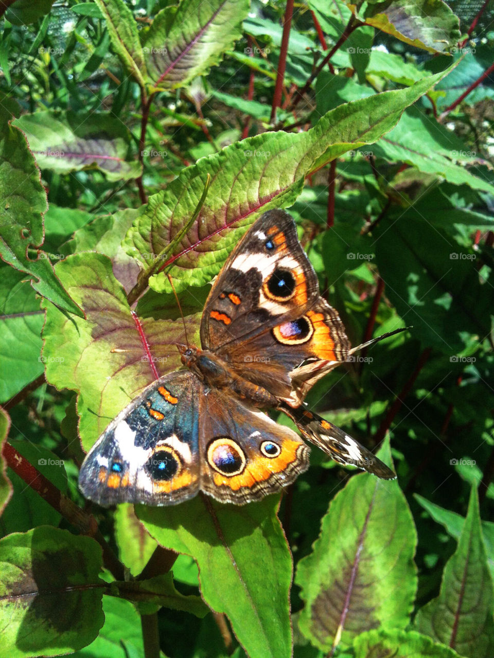 BUCKEYE BUTTERFLY