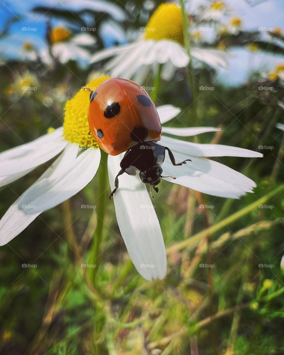 Ladybug